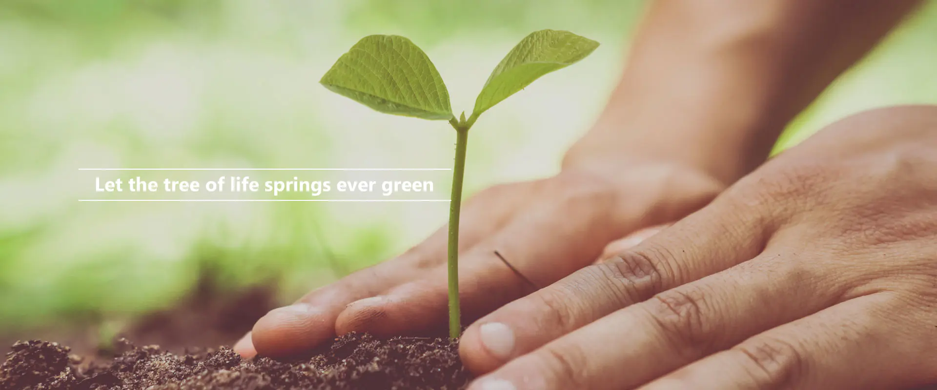 Möge der Baum des Lebens immergrün werden